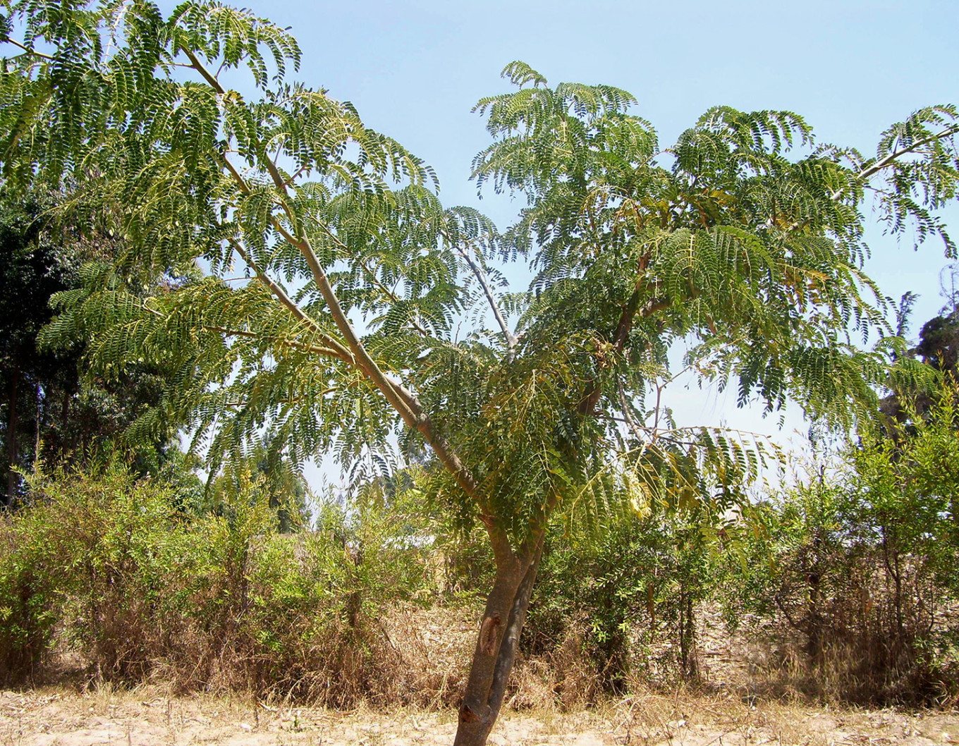 Migr-Azioni pianta, in Tanzania, 80 alberi per la biodiversità e il clima! 🇹🇿